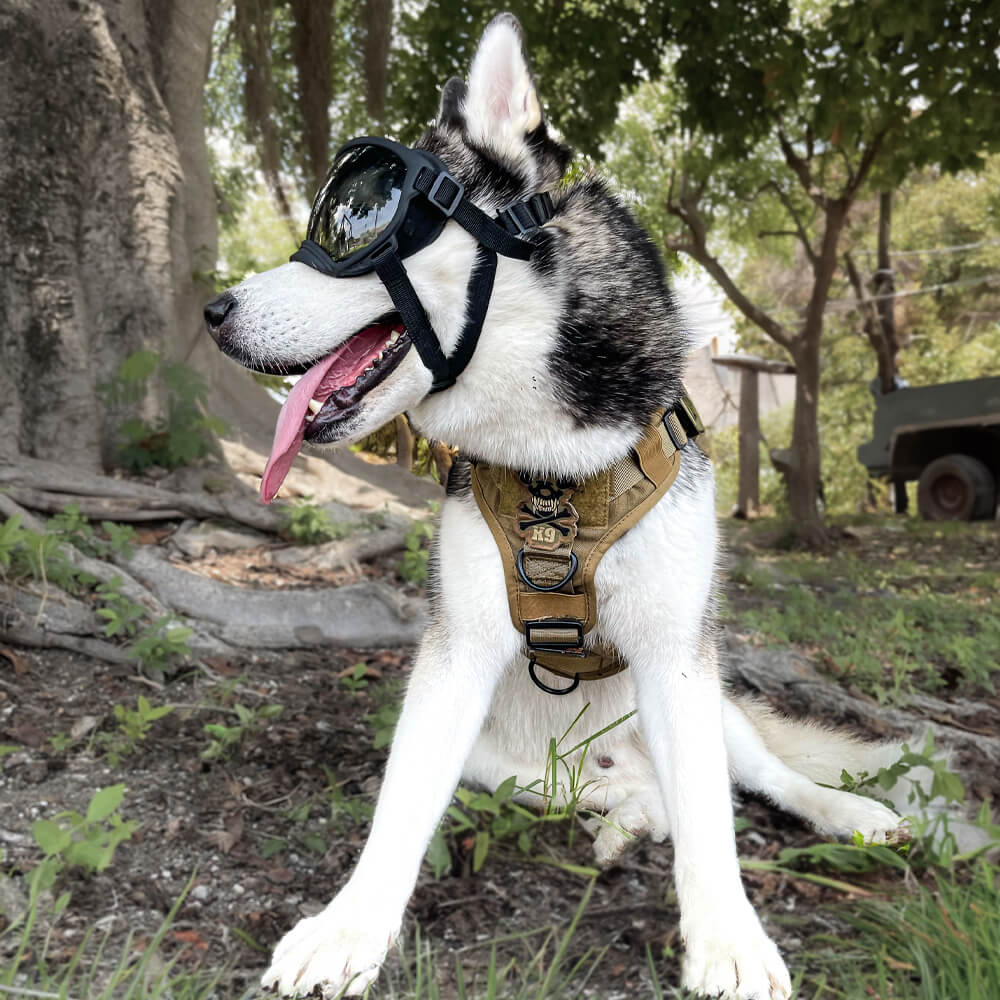 Doggy Goggies
